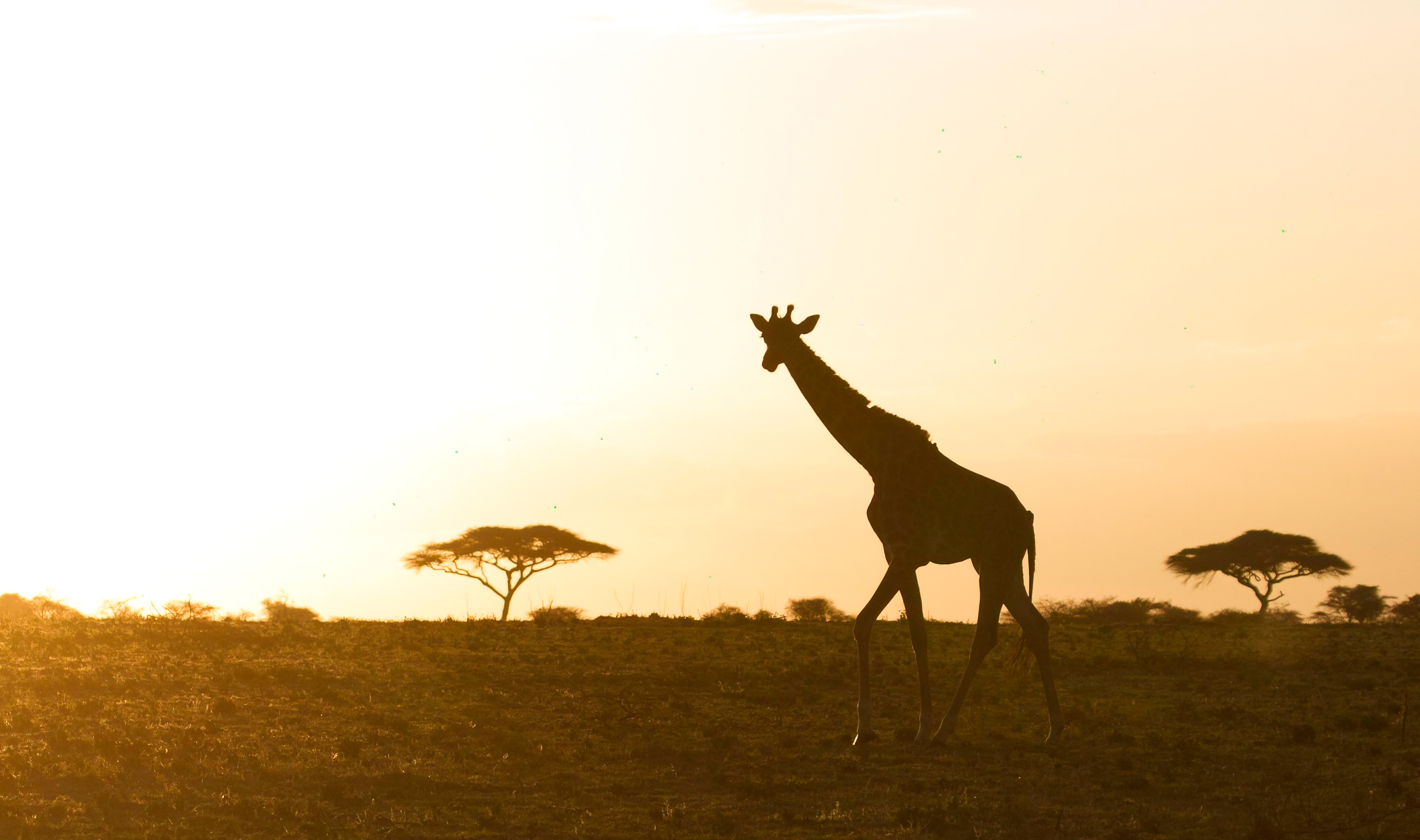 Katavi Wilderness VIP Safari